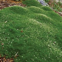 Mpb#2 Sagina Irish Moss 250 To 25000 Seed Packs Fresh Seeds USA Seller - £12.81 GBP