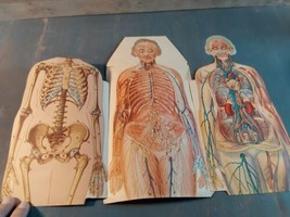 1930s Male Female Anatomical Model Medical Reference Paper Fold Out Flip... - £91.93 GBP