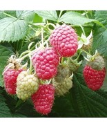 5 Joan J Raspberry Plants-High-Yielding, Thornless (5 Lrg 2 Yr Bare Root... - $70.00 CAD