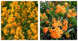 ORANGE ZEST**Flowering Jasmine Well Rooted Starter Plant Cestrum Auranti... - £35.35 GBP