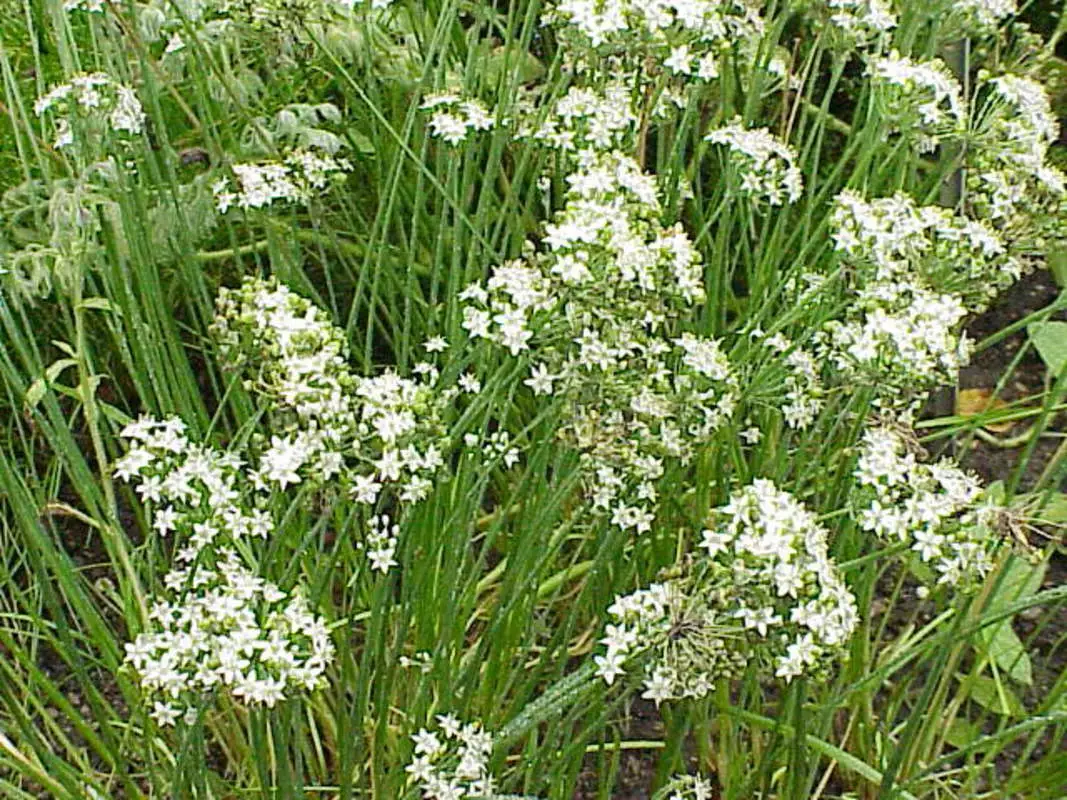 250 Garlic Chives Seeds Herb Garden - £7.15 GBP