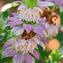 USA Seller Monarda Punctata Spotted Bee Balm Seed Free Shipping - $15.24