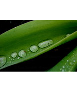 After the Rain, 10x15 Photograph - $245.32 CAD