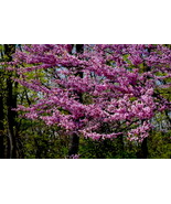 Cherry Blossoms #1 10x15 Photograph  - $245.32 CAD
