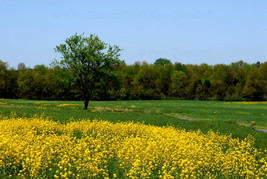 Landscape at Gettysburg,Va. 12x18 Photograph - £156.48 GBP