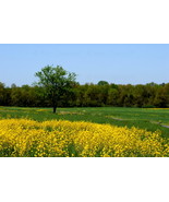 Landscape at Gettysburg,Va. 12x18 Photograph - £153.68 GBP