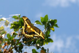 Tiger Swallowtail In Flight, 12x18 Photograph - £157.24 GBP