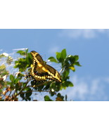 Tiger Swallowtail In Flight, 12x18 Photograph - $272.73 CAD
