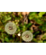 Dandylions #1,  12x18 Photograph - $272.73 CAD