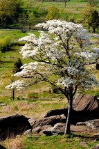 Dogwood Tree, Gettysburg, Va.  12x18 Photograph - £156.16 GBP
