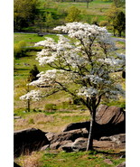 Dogwood Tree, Gettysburg, Va.  12x18 Photograph - $199.00
