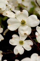 Dogwood Flowers, 12x18 Photograph - £156.89 GBP