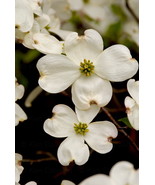 Dogwood Flowers, 12x18 Photograph - $199.00