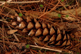 Pinecone #1,  12x18 Photograph - £156.48 GBP