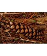 Pinecone #1,  12x18 Photograph - $272.73 CAD