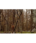Deer In The Woods at Shenandoah National Park, Va,  12x18 Photograph - $272.73 CAD
