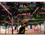 Carpenteria Santa Barbara CA Worlds Largest Grape Vine UNP DB Postcard W4 - $2.92