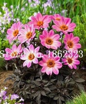 US Seller 50Pcs Dahlia Flower Seeds Pink Flowers With Whitish Centre Sing Petals - $12.36