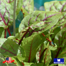 500 Red Veined Sorrel Seeds Garden Us Seller - $3.98