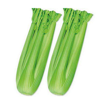 10,000  pcs F1 Hybrid Celery Seeds Garden Green Chinese Vegetables FRESH SEEDS - £5.98 GBP