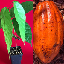 RED TRINITARIO Theobroma Cacao Cocoa Chocolate Fruit Tree Potted Plant M... - $26.72