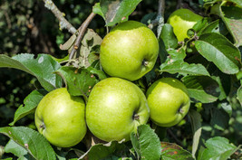 Sell Store 25 Antonovka Apple Tree Malus Pumila Antonovka Yellow Green Fruit Tre - $9.99