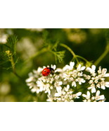 Ladybug, at Shenandoah National Park, Va, 10x15 Photograph - $245.32 CAD