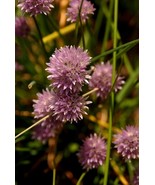 Chive Flowers At Jamestown Fort, Va., 12x18 Photograph - $272.73 CAD