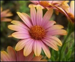 TH 40 Seeds Salmon Color African Daisy Flower Seeds / Long Lasting Annual - £11.96 GBP