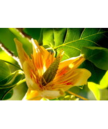 Yellow Poplar,  12x18 Photograph - $272.73 CAD
