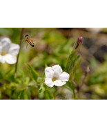 Bee In Flight,  12x18 Photograph - $272.73 CAD