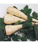 SKM Parsnip Harris Early Model Seeds 200 Vegetable Non Gmo Easy to Grow - $237.92 MXN