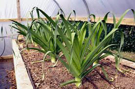 Leek American Flag 25 Seeds Heirloom Crisp Sweet Flavor Great Tasting - $8.35