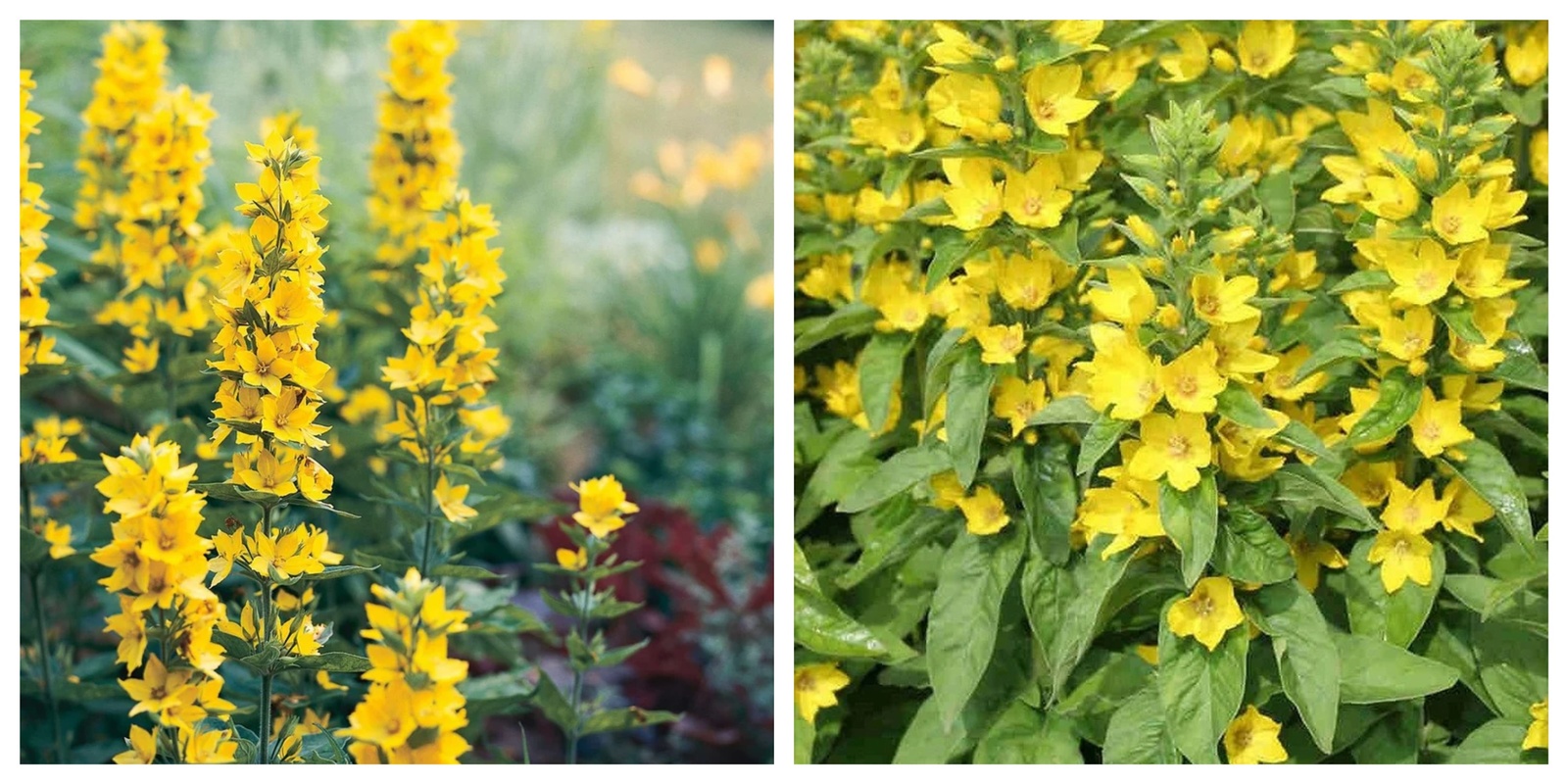 USA Seller 2 Yellow Loosestrife Root Systems Starts - $34.89