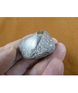 DF485-49 Fossil REAL DINOSAUR Bone pebble Atlasaurus Jurassic Dino dinos... - $16.28 CAD