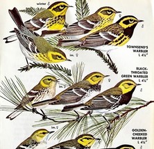Warbler Varieties And Types 1966 Color Bird Art Print Nature #5 ADBN1o - $19.99