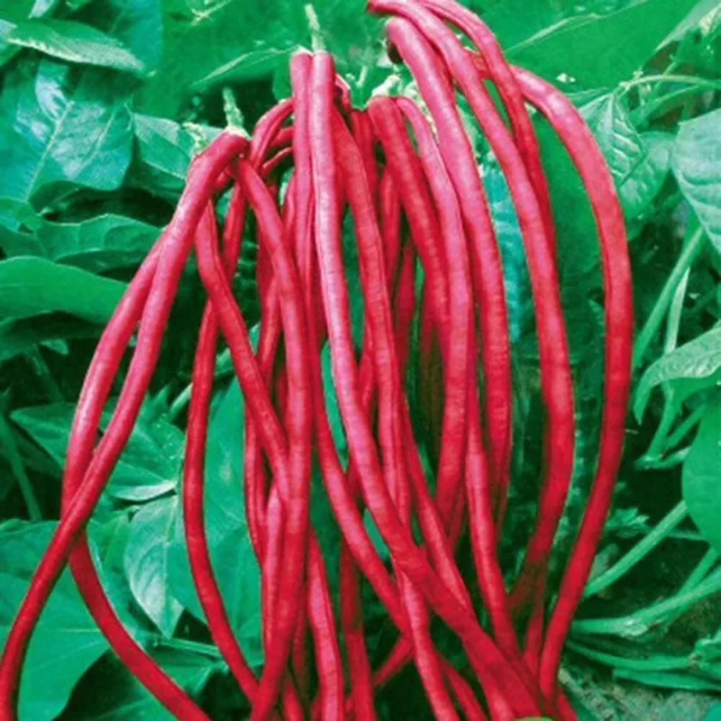 Asian Red Long Bean Seeds (30 Seeds) Red Cowpea Delicious and Hu - £9.72 GBP