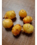 Oca - Yellow Pink Flame - Oxalis tuberosa - 1 tuber - T 039 - $4.99