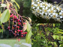 Variety Size Black Cherry Prunus serotina Tree Seeds Edible Hardy Fall Color - £13.50 GBP+