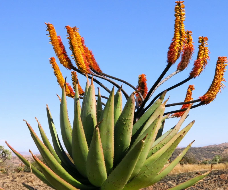 Aloe Spectabilis marlothii succulent rare agave hardy plant yard seed 50... - $25.92