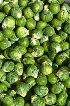 Berynita Store Brussel Sprouts Brussels Sprout 520 Seeds  - $7.09