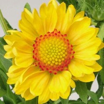 USA Yellow Gaillardia Blanket Flower Gaillardia Aristata Flow 100 Seeds - £8.59 GBP