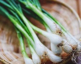 THJAR Scallion Seeds - Organic, Heirloom, Open Pollinated, Non GMO - Gro... - $2.31