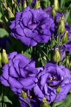 20 Blue Echo Lisianthus Seeds Annual Flower Great Cut Flower Gift - £14.31 GBP
