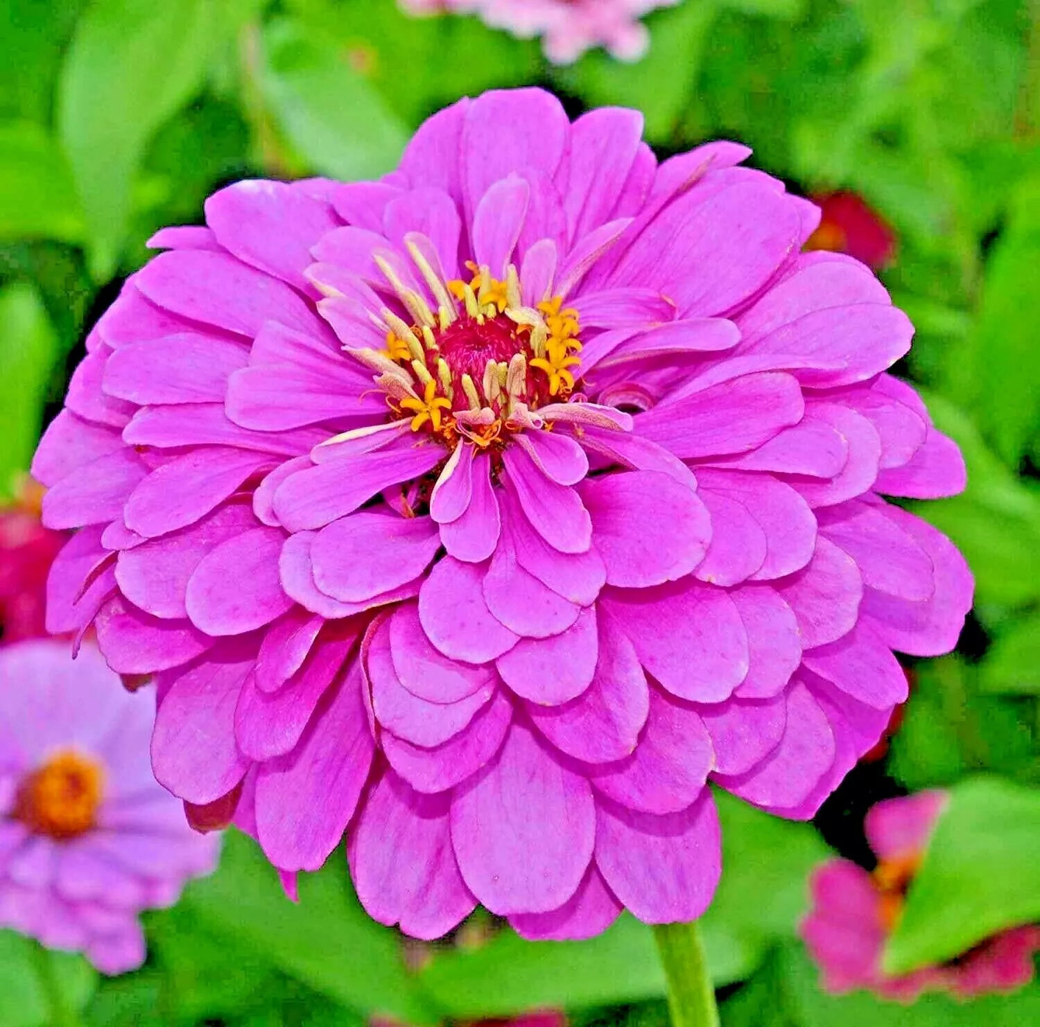 HGBO 1000 Lavender Zinnia Seeds Summer Garden Flowering Annual Bulk Seeds - $20.00