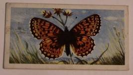 Victorian Trade Card British Butterflies London VTC 3 - $4.94