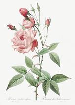 Old Blush China - Common Rose Of India - 1800&#39;s - Pierre Joseph Redoute - Magnet - £9.58 GBP