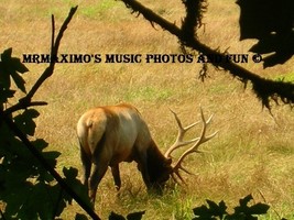 Digital Image Photograph Lone Elk Grazing .JPEG .JPG - £0.69 GBP