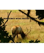 Digital Image Photograph Lone Elk Grazing .JPEG .JPG - $0.89