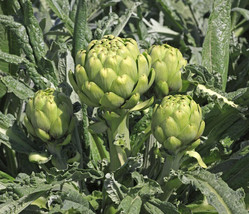 15 Green Globe Artichoke Seeds Artichoke Thistle Cardoon Vegetable Seeds Fresh U - $9.39